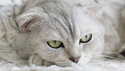 世预赛官网安装-季前赛两战19中3！格兰特意气用事正造成三输局面